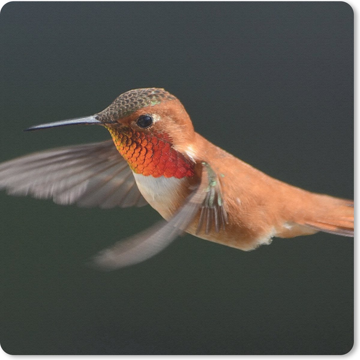 Muismat 20x20 cm - Mousepad Kolibrie - Vogel - Veren - Zwart - Muismatten
