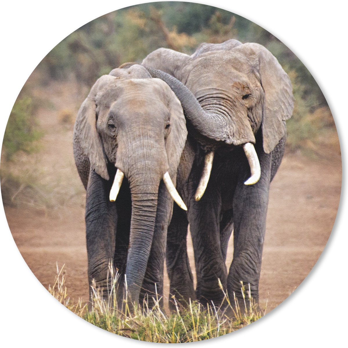 Muismat rond 30x30 cm - Mousepad Olifant - Dieren - Bomen - Natuur - Ronde muismatten
