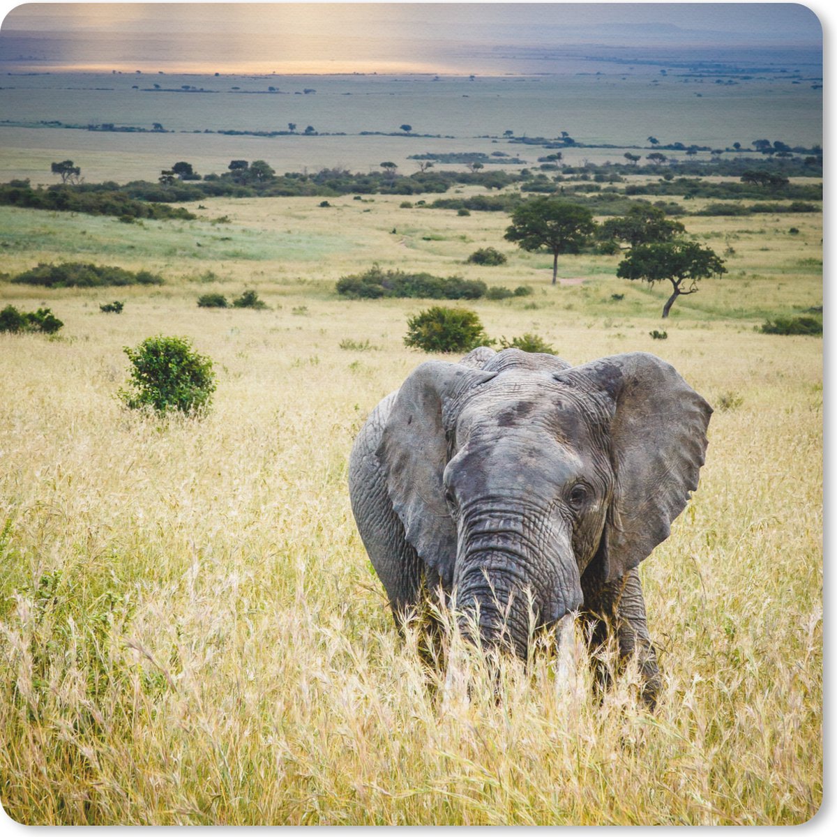 Muismat 20x20 cm - Mousepad Olifant - Dieren - Landschap - Zon - Natuur - Muismatten