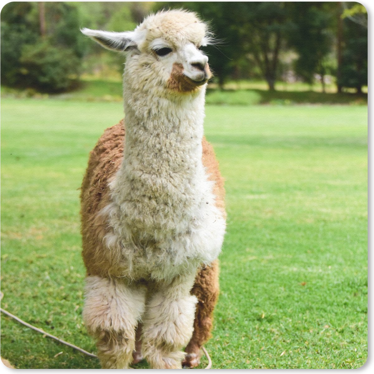 Muismat 20x20 cm - Mousepad Alpaca - Wit - Bruin - Boom - Muismatten