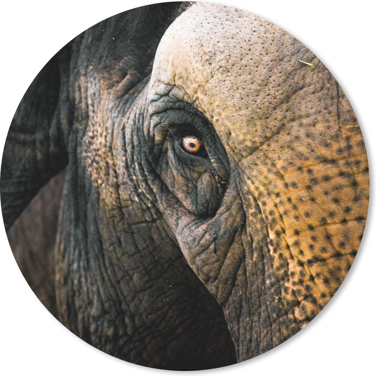 Muismat rond 40x40 cm - Mousepad Olifant - Close up - Dieren - Natuur - Ronde muismatten