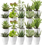 vdvelde.com - Mini Cactussen en Vetplantjes Mix - 20 stuks - Ø 6 cm - Hoogte 8-15 cm - Cactus plant en Succulenten mix + Flesje 250ml Speciale Kwekers Cactus Voeding