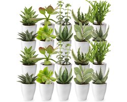 vdvelde.com - Mini Cactussen en Vetplantjes Mix - 20 stuks - Ø 6 cm - Hoogte 8-15 cm - Cactus plant en Succulenten mix + Flesje 250ml Speciale Kwekers Cactus Voeding vdvelde.com - Mini Cactussen en Vetplantjes Mix - 20 stuks - Ø 6 cm - Hoogte 8-15 cm - Cactus plant en Succulenten mix + Flesje 250ml Speciale Kwekers Cactus Voeding