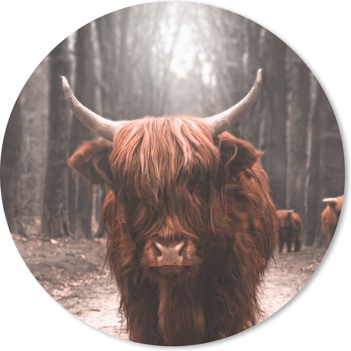 Muismat rond 50x50 cm - Mousepad Schotse hooglander - Dier - Close-up - Ronde muismatten