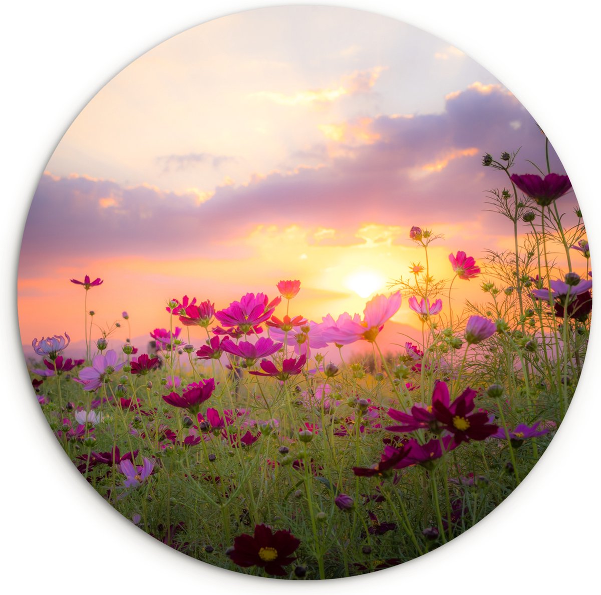 WallCircle Wandcirkel 60x60 - Bloemen - Roze - Zonsondergang - Natuur - Weide - Horizon - Ronde schilderijen woonkamer - Wandbord rond - Muurdecoratie cirkel - Kamer decoratie binnen - Wanddecoratie muurcirkel - Woonaccessoires
