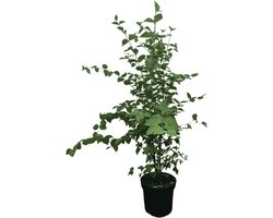 Gele kornoelje 80-100 cm (in pot) - Cornus mas - Ø26 cm - inheemse plant - eetbare besjes - sierlijk door heel het jaar