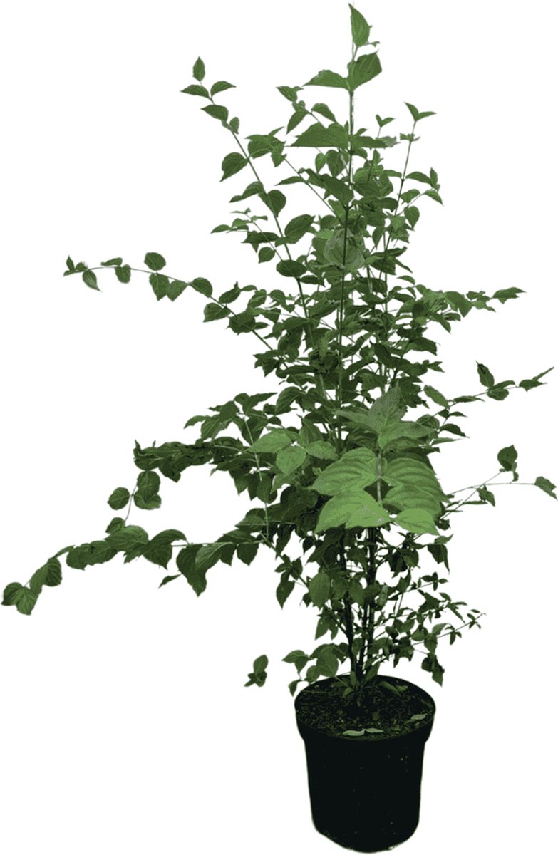 Gele kornoelje 80-100 cm (in pot) - Cornus mas - Ø26 cm - inheemse plant - eetbare besjes - sierlijk door heel het jaar