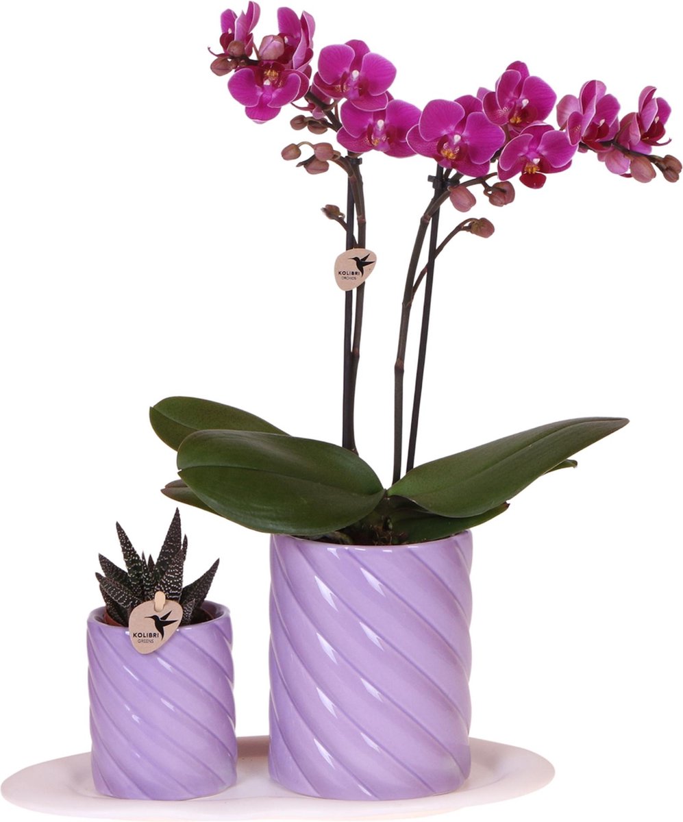 Kolibri Orchids | Gift set Optimism small lila | Groene plant met oranje Phalaenopsis orchidee in Candy sierpotten op wit organisch dienblad