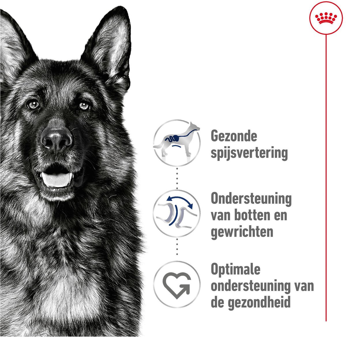 Royal Canin Maxi Adult - Voeding grote honden thumbnail 3