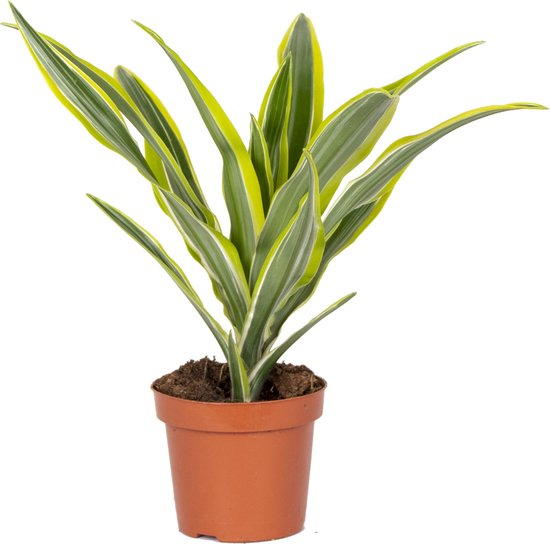10 kamerplanten voor in de schaduw 16 Dracaena 'Lemon Lime'