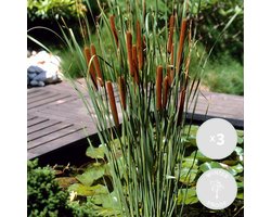 Bloomique - Set van 3 - Typha Latifolia - Grote Lisdodde - Rietsigaar - Vijverplanten - Winterhard - Vijverzone 2-3 - Hoogte 15-25 cm - Pot 9 cm