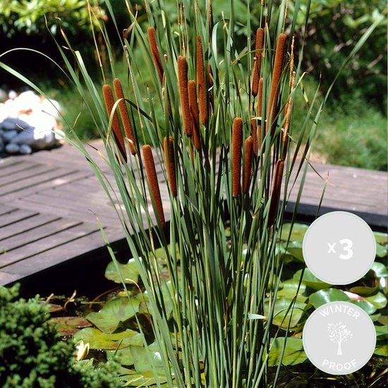 Foto: 3x typha latifolia grote lisdodde vijverplant winterhard 9 cm 15 25 cm