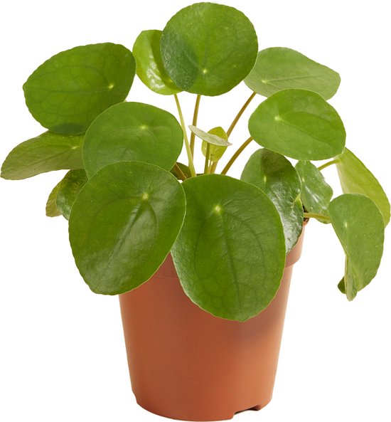 Foto: Pilea peperomioides pannenkoekplant kamerplant groene plant voor binnen 12 cm 10 15 cm