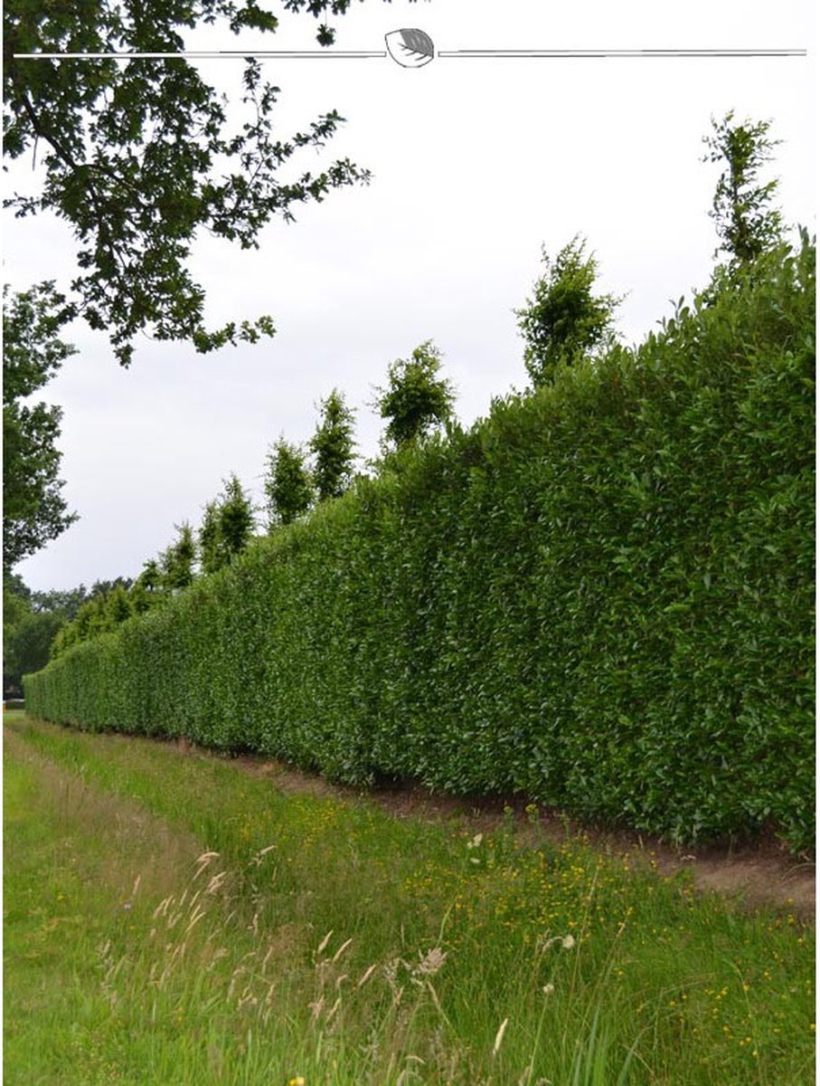 Laurier Prunus Caucasica 60-80 cm, 40x Haagplant