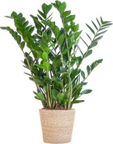 Zamioculcas Zamiifolia met Sofia mand naturel - 80cm - Ø21