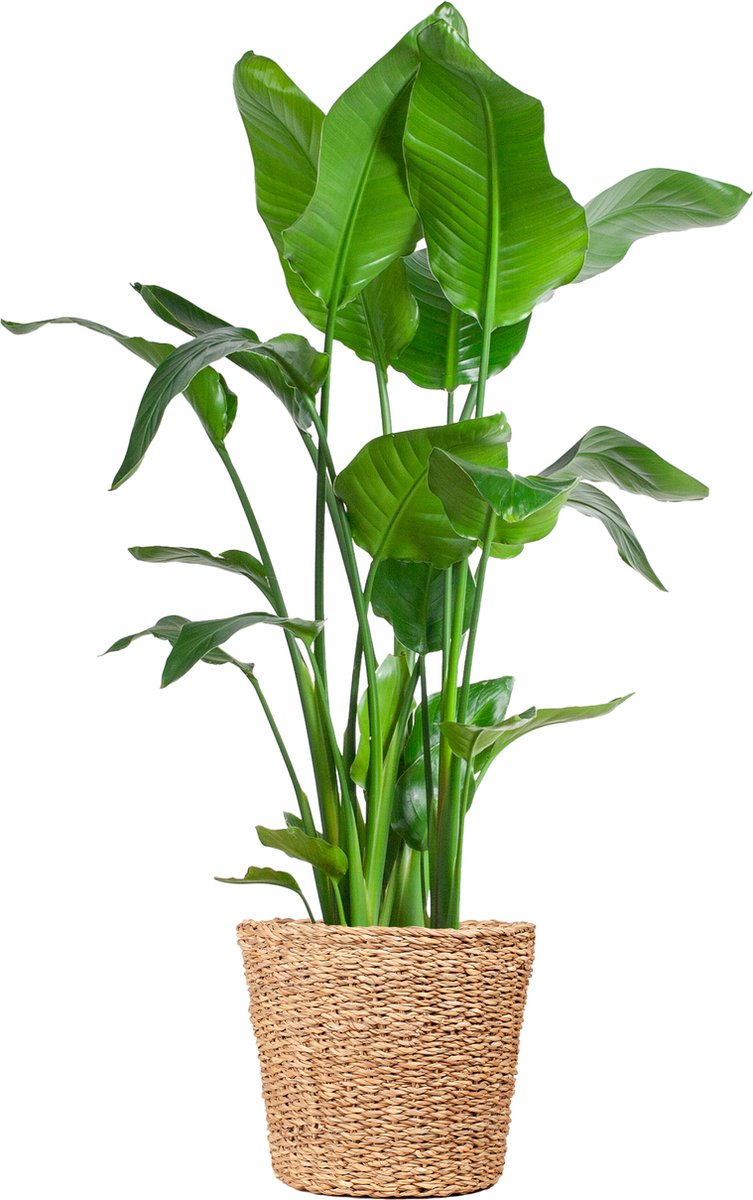 Green Harmony | Strelitzia Nicolai XL with basket Torun - 140cm - Ø27
