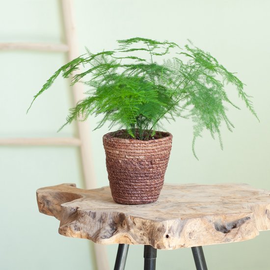 Asparagus – Plumosus – Hoogte 28cm