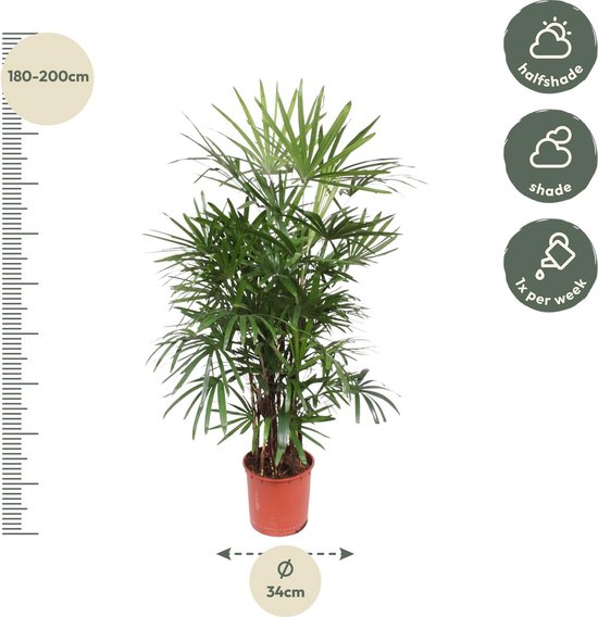 Kamerplant Rhapis Excelsa - Bamboe Palm voor schaduw - 1.9 meter