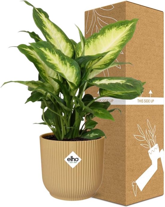 12 mooiste Dieffenbachia soorten op een rijtje 9 Dieffenbachia Camilla met ELHO pot