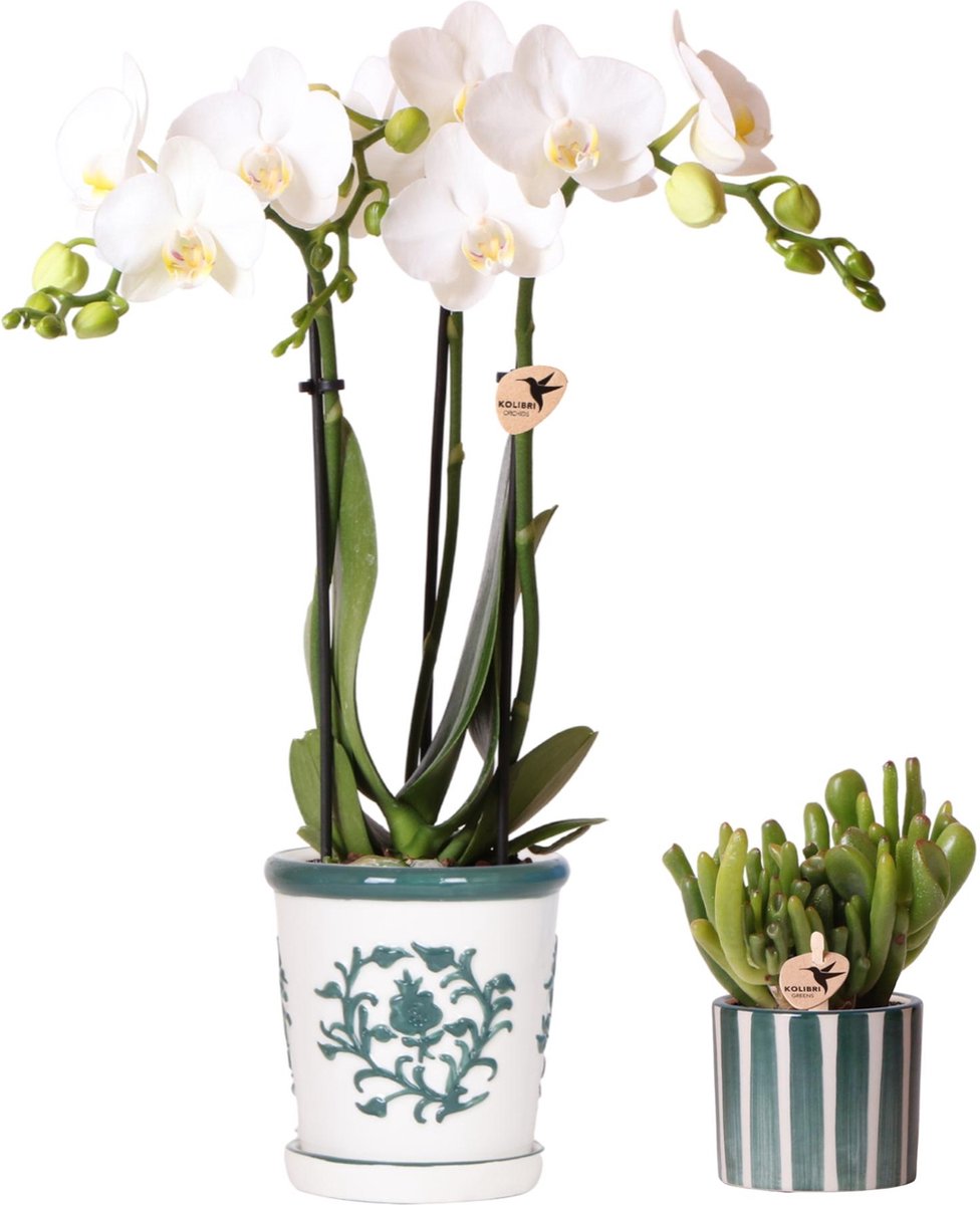 Kolibri Orchids | Set van witte orchidee Amabilis in Malaga pot en succulent in Painted Stripe pot groen - potmaat Ø9cm & Ø6cm | bloeiende kamerplant - vers van de kweker