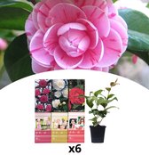 NatureNest - Japanse roos - Camellia - mix - 6 stuks - 30-38 cm