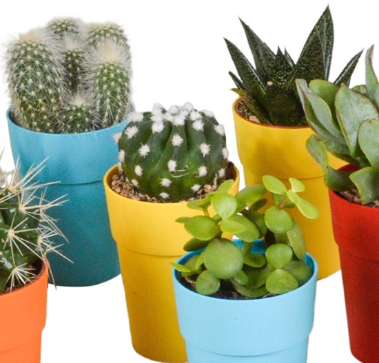 Megamix 15 pièces - Cactus et succulentes 5,5 cm en pot mexicain