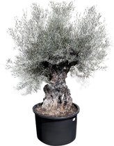 Sunny Tree - Olijfboom Olea Europea - winterharde groenblijvende olijfboom bonsai 250 cm incl. pot - 120 jaar oud - vruchtdragend - winterhard tot -18