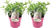 Plant in a Box - Hydrangea paniculata ' Pinky Winky' - Set de 2 - Hortensia panicule rose rustique - Pot 19cm - Hauteur 25-40cm