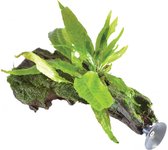 Bois Flotté Aquafleur avec Microsorum Pteropus | Fougère de Java | Extra petite plante aquatique