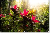 Tuinposter - Tuindoek - Tuinposters buiten - Prachtige bloemen middenin de jungle - 120x80 cm - Tuin