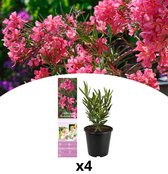 NatureNest - Nerium Oleander - Tropical Plants - 4 Stuks - cm