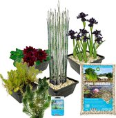 vdvelde.com - Compleet Vijverpakket - S - Zwart - Voor 100 - 500 L - 4 groepen waterplanten - Plaatsing: -1 tot -100 cm