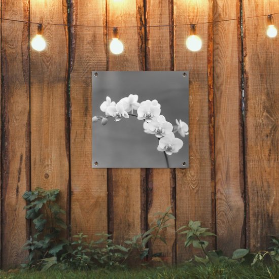 Posters de jardin Orchidée - Fleurs - Plante - Wit - Violet - 50x50 cm - Toile jardin - Affiche extérieure