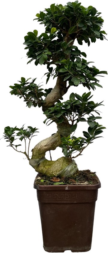 Kamerplant Chinese banyan ca 80 cm hoog, Ø26cm