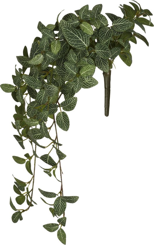 Hangend blad van groene kunstmatige fittonia H50