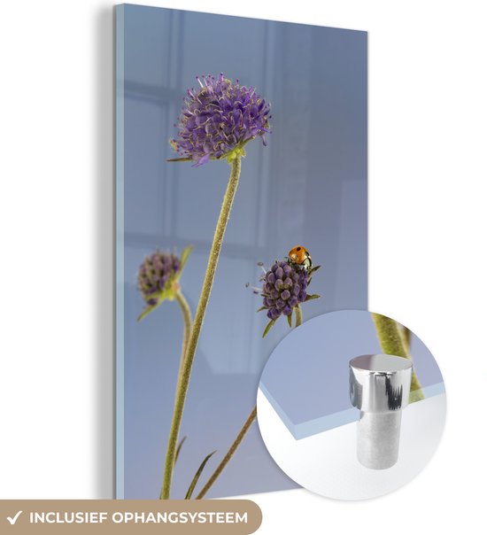 Glasschilderij - Lieveheersbeestje op bloem blauwe lucht - Plexiglas Schilderijen