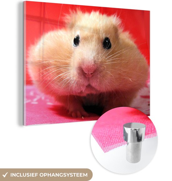 MuchoWow® Glasschilderij 40x30 cm - Schilderij acrylglas - Close-up hamster - Foto op glas - Schilderijen