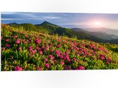 PVC Schuimplaat - Zon Verdwijnend Achter Bergen bij Roze Bloemenveld - 100x50 cm Foto op PVC Schuimplaat (Met Ophangsysteem)