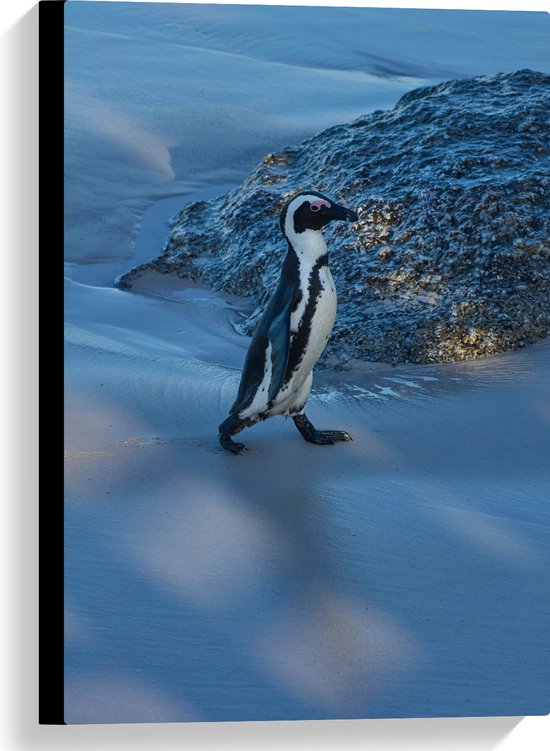 Canvas - Pingïun lopend langs Rots op het Strand - 40x60 cm Foto op Canvas Schilderij (Wanddecoratie op Canvas)