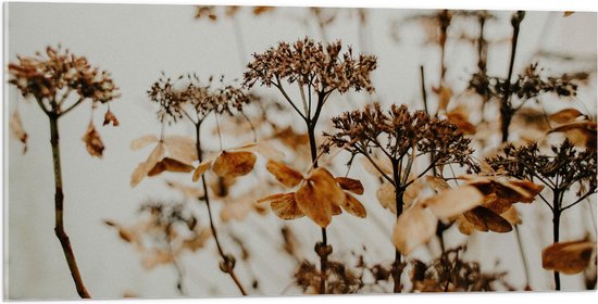 Acrylglas - Bruine Bloemen en Planten met Grijze Achtergrond - 100x50 cm Foto op Acrylglas (Wanddecoratie op Acrylaat)