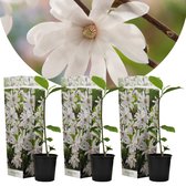 Plant in a Box - Magnolia Stellata - Set van 3 - Brede struik/Kleine boom Winterhard - Witte bloemen - Pot 9cm - Hoogte 25-40cm