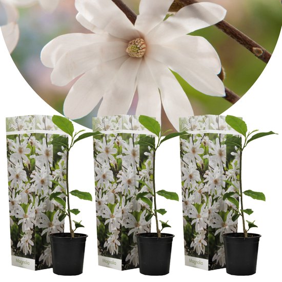 Plant in a Box - Magnolia Stellata - Set van 3 - Brede struik/Kleine boom  Winterhard -... | bol.com
