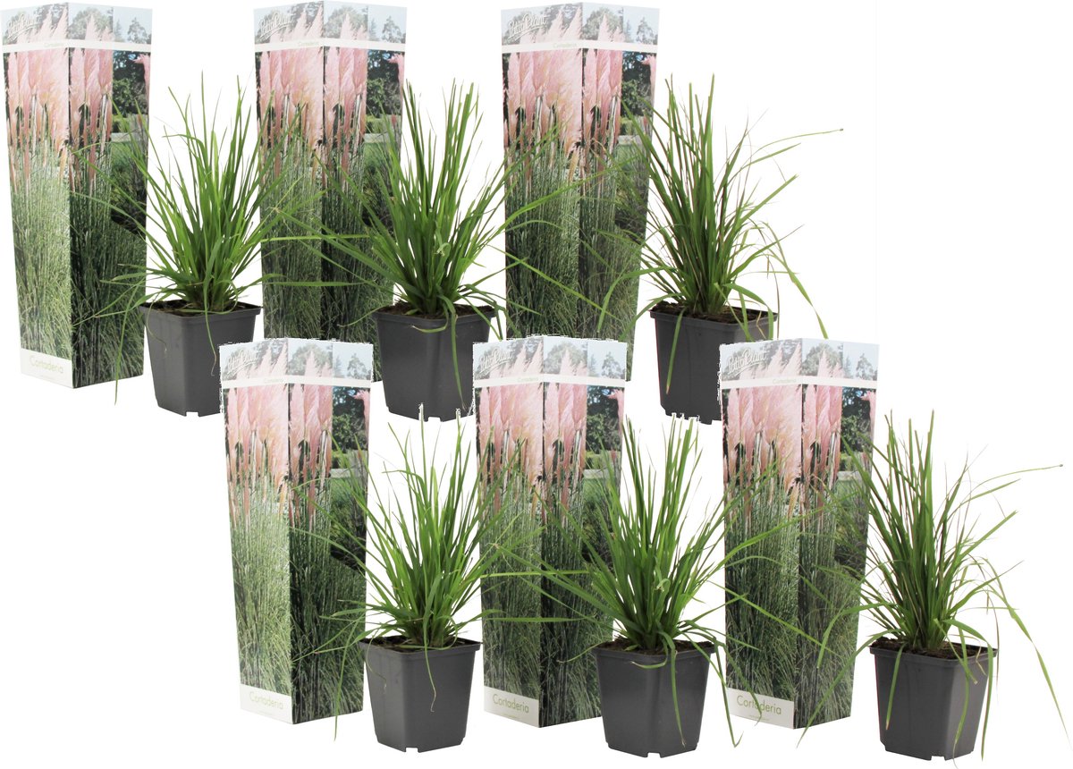 Erba Pampa Bianca Cortaderia Selloana - Set Di 6 Piante In Vaso 9 Cm, Altezza 25-40 Cm