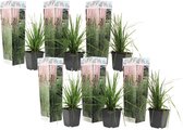 Plant in a Box -Cortaderia selloana - Set van 6 - Roze Pampas siergrassen - Pot 9cm - Hoogte 25-40cm