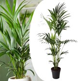Plant in a Box - Howea Forsteriana - Kentia palm - XXL Groene kamerplant - Pot 24cm - Hoogte 150-170cm