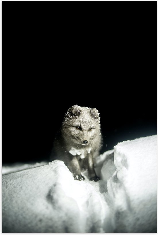 WallClassics - Poster (mat) - Renard gris dans la neige - Renard arctique - 70 x 105 cm Photo sur papier poster avec aspect mat