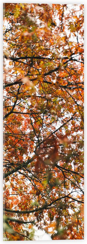 Acrylglas - Herfst Bladeren in een Boom - 20x60 cm Foto op Acrylglas (Met Ophangsysteem)