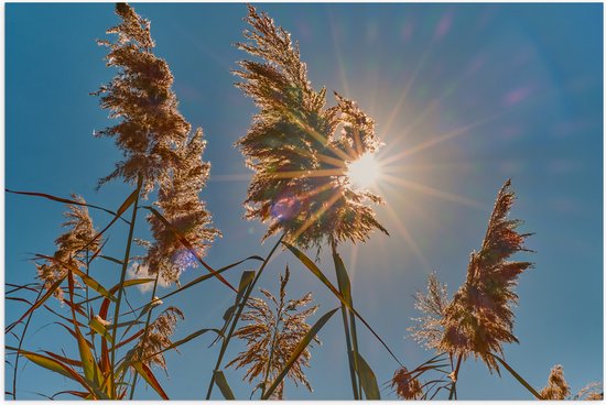 Poster Glanzend – Felle Zon Vallend op Droge Grassen - 90x60 cm Foto op Posterpapier met Glanzende Afwerking