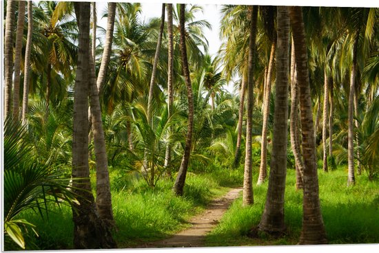 PVC Schuimplaat - Bospad in Bos van Hoge Palmbomen met Groen Gras - 90x60 cm Foto op PVC Schuimplaat (Met Ophangsysteem)