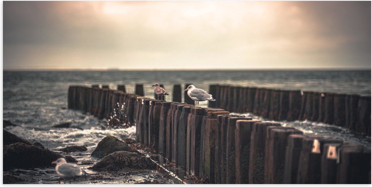 Poster Glanzend – Meeuwen op Houten Palen bij de Zee - 100x50 cm Foto op Posterpapier met 